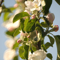 Graines Pommier commun, Malus communis var. bittenfelder