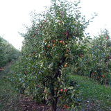 Graines Pommier commun, Malus communis var. bittenfelder