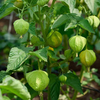 25 Graines de Tomatille Verte, Physalis Ixocarpa