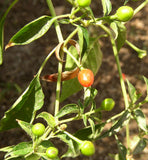 5 Graines de Capsicum annuum, Glabriusculum "Tepin", Piment Oiseau, Piment Très Fort