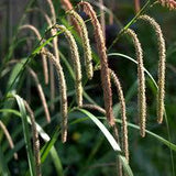 25 Graines de Carex Pendula, Laiche à épis pendants