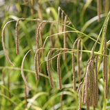 25 Graines de Carex Pendula, Laiche à épis pendants