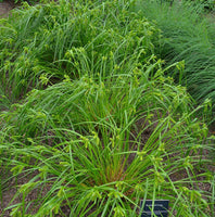 25 Graines de Carex Comosa, Carex à Toupet