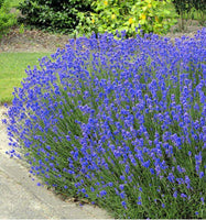 25 Graines de Lavande Hidcote Bleue, Lavandula Angustifolia Hidcote Blue Strain