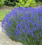 25 Graines de Lavande Hidcote Bleue, Lavandula Angustifolia Hidcote Blue Strain