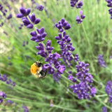 25 Graines de Lavande Hidcote Bleue, Lavandula Angustifolia Hidcote Blue Strain