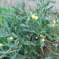 50 Graines de Roquette Sauvage, Diplotaxis tenuifolia