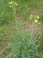 50 Graines de Roquette Sauvage, Diplotaxis tenuifolia