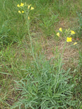 50 Graines de Roquette Sauvage, Diplotaxis tenuifolia