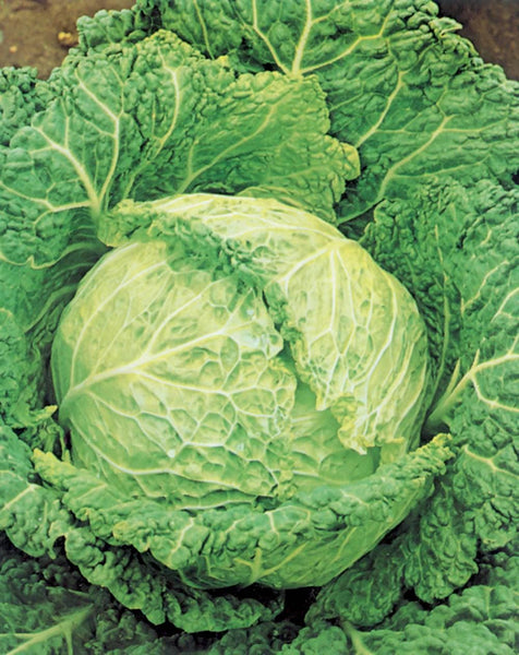 50 Graines De Pomme Verte - Pour Semis Et Culture - Facile à Faire Pousser