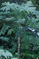 Graines Carica Pubescens, Papayer des Montagnes