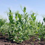 30 Graines de Petit Pois Nain Petit Provençal, Pisum Sativum