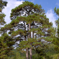 Graines de Pinus Nigra Salzmannii, Pin Noir d'Espagne