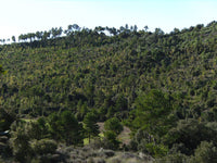 Graines de Pinus Nigra Salzmannii, Pin Noir d'Espagne