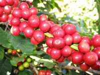 Graines Coffea arabica "Castillo", Caféier arabica