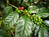 Graines Coffea arabica "Castillo", Caféier arabica