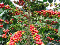 Graines Coffea arabica "Obata", Caféier arabica