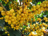 Graines Coffea arabica "Borbón", Caféier arabica