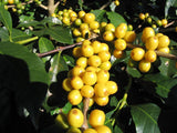 Graines Coffea arabica "Catuai", Caféier arabica