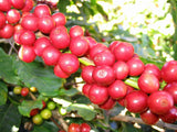 Graines Coffea arabica "Catuai", Caféier arabica