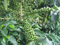 Graines Coffea arabica "Catuai", Caféier arabica