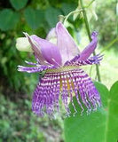 3 Graines de Passiflora Seemanii, Fruit de la Passion, Fleur de la Passion