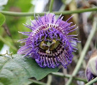 3 Graines de Passiflora Seemanii, Fruit de la Passion, Fleur de la Passion