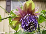 3 Graines de Passiflora Seemanii, Fruit de la Passion, Fleur de la Passion