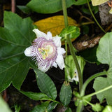 Graines de Passiflora Adenopoda