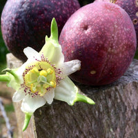 Graines de Passiflora Adenopoda