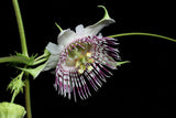 Graines de Passiflora Adenopoda