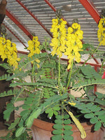 7 Graines de Cassia didymobotrya, Senna didymobotrya