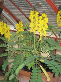 7 Graines de Cassia didymobotrya, Senna didymobotrya