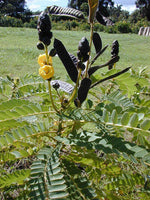 5 Graines de Cassia didymobotrya, Senna didymobotrya