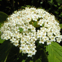 Graines de Viburnum Lantana, Viorne Mancienne