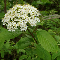 Graines de Viburnum Lantana, Viorne Mancienne