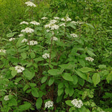 Graines de Viburnum Lantana, Viorne Mancienne