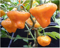 20 Graines de Piment Jamaican Yellow