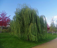 Boutures Saule pleureur, Salix babylonica