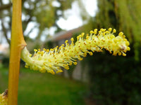 Boutures Saule pleureur, Salix babylonica