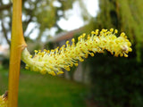 Boutures Saule pleureur, Salix babylonica