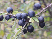 Graines de Prunellier Prunus Spinosa Blackthorn