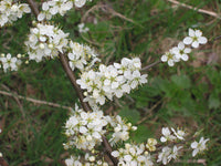 Graines de Prunellier Prunus Spinosa Blackthorn