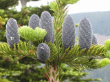 7 Graines de Sapin rouge, Abies magnifica