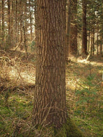 3 Graines de Sapin rouge, Abies magnifica