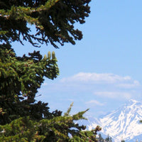 Graines Abies magnifica var. shastensis, Sapin rouge