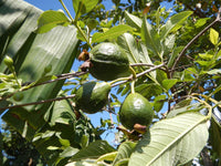 3 Graines de Goyavier, Psidium Guajava