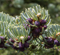 3 Graines de Sapin subalpin, Abies lasiocarpa