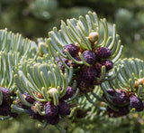 7 Graines de Sapin subalpin, Abies lasiocarpa