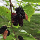 7 Graines Mûrier rouge, Morus Rubra, Arbre à Mûres